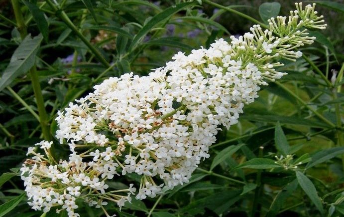 Buddleia davidii Nanho White, Nyáriorgona
