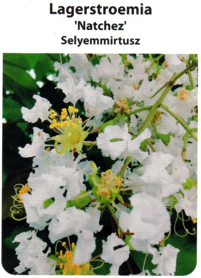 Lagerstroemia indica Natchez , Kínai selyemmirtusz
