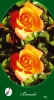 Narancssárga magastörzsű rózsa