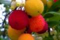 Nyugati szamócafa, Arbutus unedo