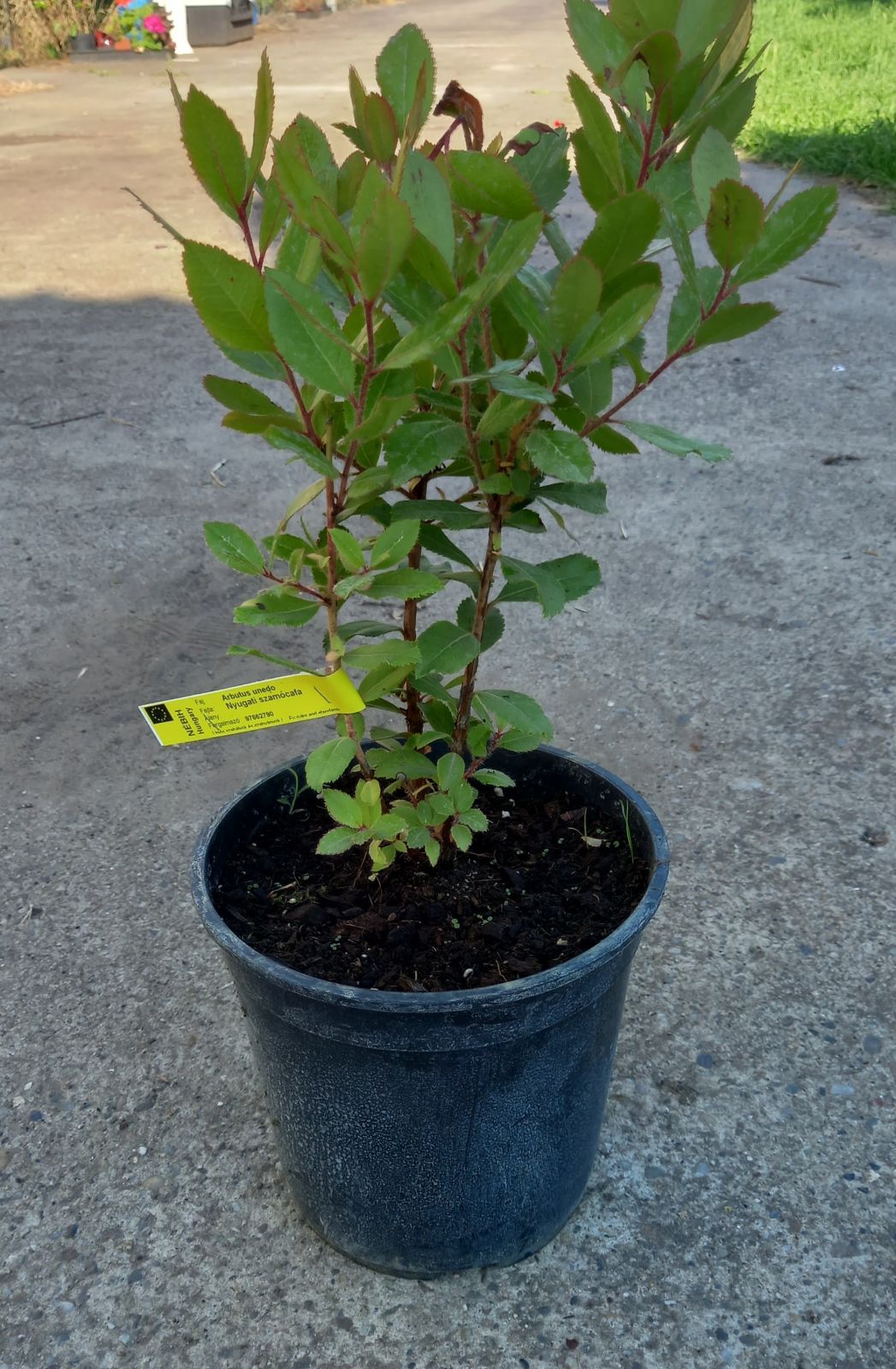 Nyugati szamócafa, Arbutus unedo