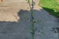 Olea europea "Leciono" /125-150/, Olajbogyó