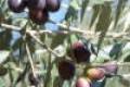Olea europea "Frantoio" /125-150/, Olajbogyó