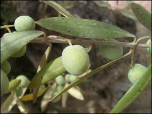 Olea europea "Frantoio" /125-150/, Olajbogyó