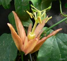 Passiflora aurantia, Barackszínű golgotavirág