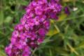 Buddleia davidii Free Petite Dark Pink