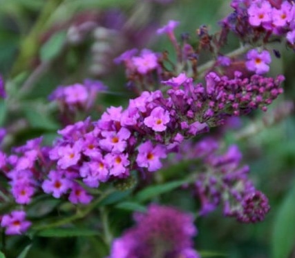 Buddleia davidii Free Petite Dark Pink