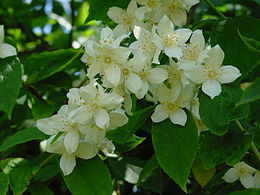 Philadelphus coronarius Snowflake, Jezsámen