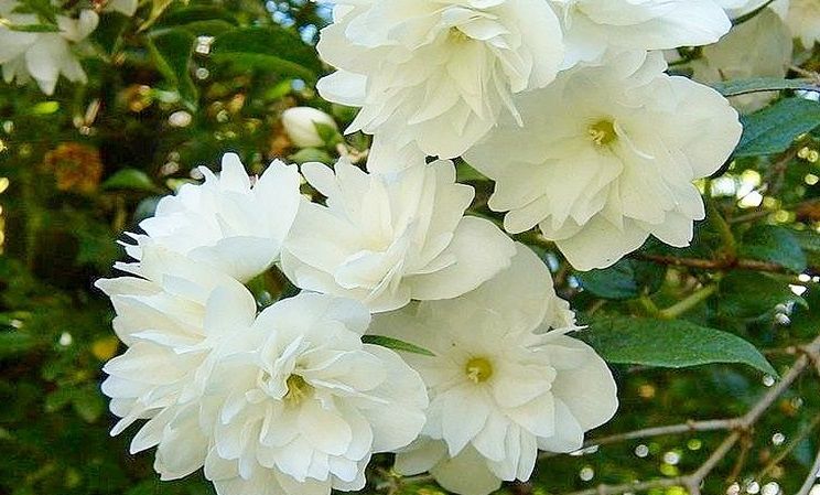 Philadelphus VIRGINAL, Jezsámen