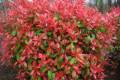Photinia fraseri Red Robin /100-125/, Korallberkenye