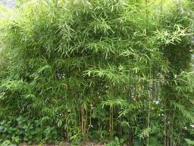 Phyllostachys Humilis csíkos, Télálló bambusz