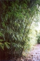 Phyllostachys Humilis, Télálló bambusz