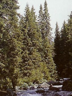 Picea Abies /60-80/, Lucfenyő