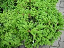 Picea abies Barryi /30-40/, Törpe gömb lucfenyő