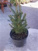 Picea abies Will's Zwerg /20-40/, Törpe lucfenyő