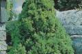 Picea glauca Conica /40-50/, Cukorsüvegfenyő
