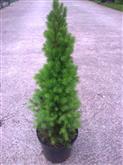 Picea glauca Conica /50-60/, Cukorsüvegfenyő