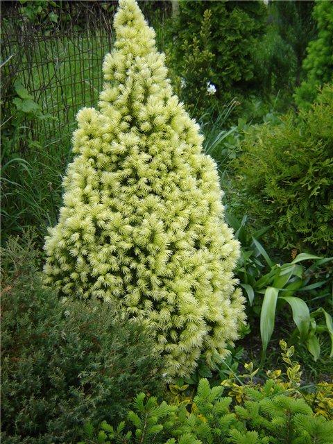 Picea glauca Daisys White /60-70/, Fehér cukorsüvegfenyő