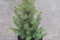 Picea glauca Daisys White /60-70/, Fehér cukorsüvegfenyő