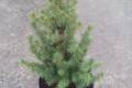Picea glauca Daisys White /30-40/, Fehér cukorsüvegfenyő