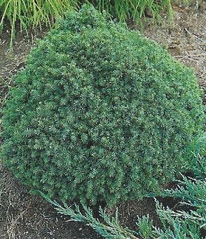 Picea glauca Echiniformis /10-20/, Törpe fenyő