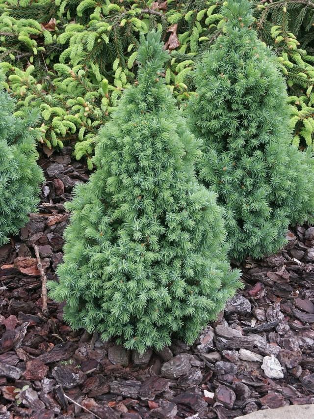 Picea glauca Sanders Blue /20-30/, Kék cukorsüvegfenyő
