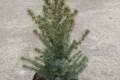 Picea glauca Sanders Blue /30-40/, Kék cukorsüvegfenyő