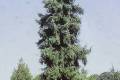 Picea omorica pendula /40-50/