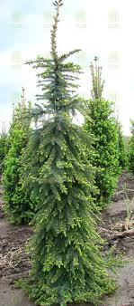 Picea omorica pendula /40-50/