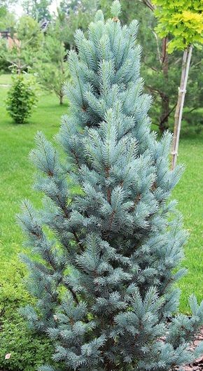 Picea pungens Iseli Fastigiata /20-30/