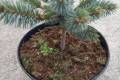Picea pungens St. Joseph /20-30/