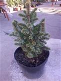 Picea sitchensis Tenas /25-30/