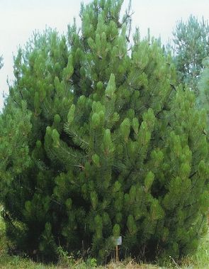 Pinus leucodermis /60-80/, Páncélfenyő
