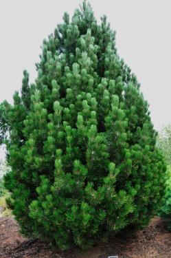 Pinus leucodermis Compact Gem /20-30/