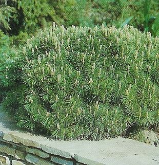 Pinus mugo mops /20-30/