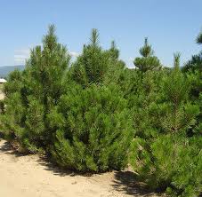 Pinus nigra /80-100/, Feketefenyő