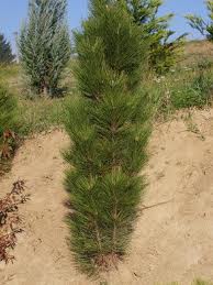 Pinus nigra Fastigiata /40-60/