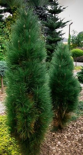 Pinus Nigra Green Tower