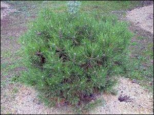 Pinus nigra Karaca Ball