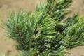 Pinus parviflora Chikuza Goten /40-60/