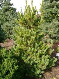 Pinus parviflora Chikuza Goten /40-60/