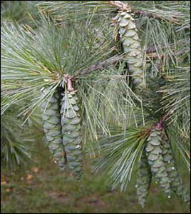 Pinus strobus /60-80/, Simafenyő