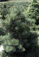 Pinus strobus Radiata /30-40/