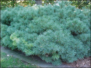 Pinus strobus Torulosa /40-60/