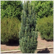 Pinus sylvestris Fastigiata /20-30/
