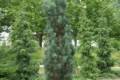 Pinus sylvestris Fastigiata /30-40/