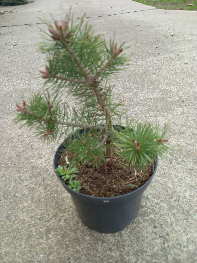Pinus sylvestris Saxatilis /20-30/
