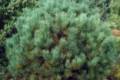 Pinus sylvestris Watereri /60-80/
