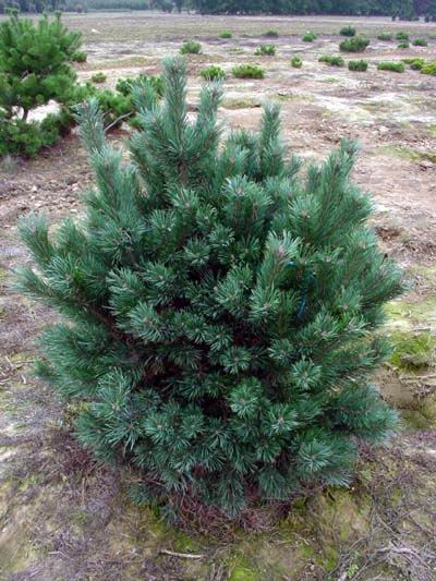 Pinus sylvestris Watereri /60-80/
