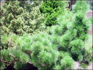 Pinus thumberri thunderhead /30-40/